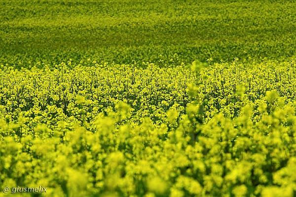 Yellow field (40D_3397_B1rid).jpg